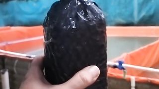 Ini PROBIOTIK yang saya gunakan untuk PEMUPUKAN air kolam, BIBIS PAKAN, dan MENGOBATI ikan lele