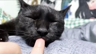 New Funny Videos 2023 ???? Cutest Cats and Dogs ???????? 9