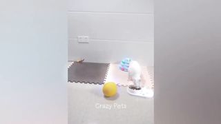 New Funny Animals ???? Funniest Cats and Dogs Videos ???????? 30
