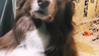 Funny dog mashup voice over