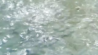 Dalam masa pengobatan IKAN LELE dipuaskan atau diberi makan❓