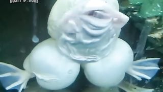 Funny amphibians