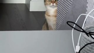 Охота на муху