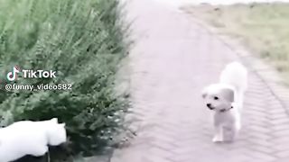 FunnyVideo 3