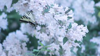 "Ethereal Escapes: Journey Through Nature's Canvas"