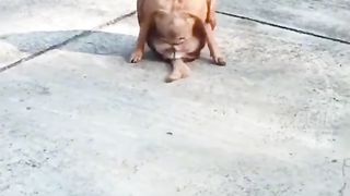 FunnyVideo #3