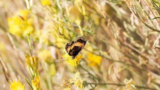 "Blossoms and Breezes: Embracing the Essence of Nature"