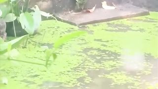 Funny video ???? 50