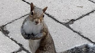 Squirrelly