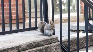 Squirrel stares at me
