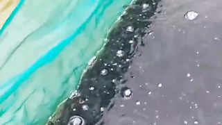 Begini AKIBATNYA jika ikan lele tidak DIPUASKAN sebelum SORTIR