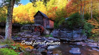 Creek forest autumn 2