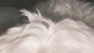 boni dog 2