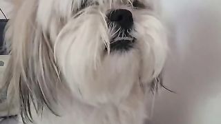 boni dog 3