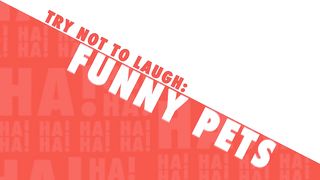 Funny Pet Video Compilation