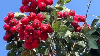 Fruit ???????????? 6