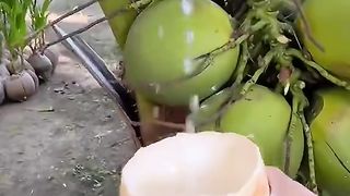 Fruit ???????????????? 6