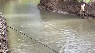Tilapia