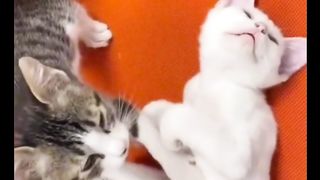 Kittens become cute masseurs that make you laugh#fyp