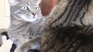 Funny videos - Funny cats / Dogs 11