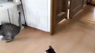 Funny videos - Funny cats / Dogs 12