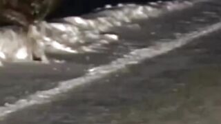 Werewolf