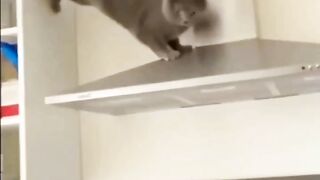 ???????? Funny cat's compilation videos