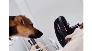 Funny dog