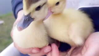 (TAKING THE ADOPTED DUCKLINGS FOR A WALK!!!) LEVANDO OS PATINHOS ADOTADOS PRA PASSEAR