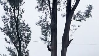 Zipline Adventure
