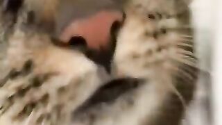 Best funney cats clips
