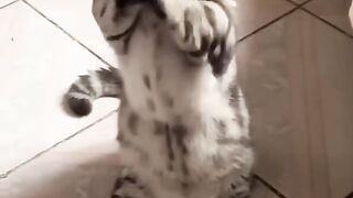 SLEEPY ???? CAT ???? funny videos .