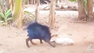 Fight between a Goat and Duck