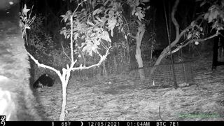 Maybe I need a bigger live trap?