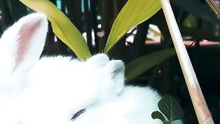 Many rabbits are eating