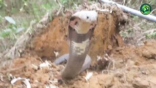 14 Biggest and Worst Enemies of Snakes