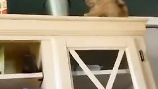 Funny Cat ???? ???? Complications #Cute Pites ???????? Part 14