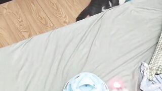 Funniest Cute Cat Video ???????? Funny Cat Video