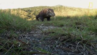 These are the Rarest Animals In the World