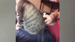 funnycatvideos0_0 ????Funny cat videos ???? · 2022