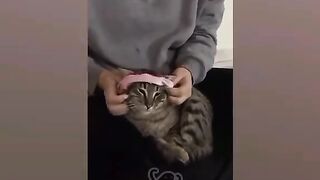 Part 7 #cats #funnycats #ilovecats оригинальный звук - ????Funny cat videos ????