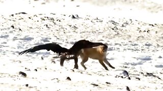 Even Eagles Are Afraid of This Deadly Bird