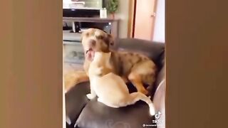 Part 3 #cats #funnycats #ilovecats оригинальный звук - ????Funny cat videos ????