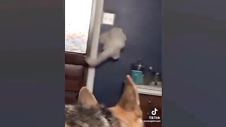 Part 2 #cats #funnycats #ilovecats оригинальный звук - ????Funny cat videos ????