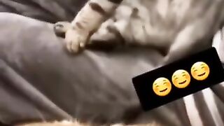 #what???????????????????????????????????? الصوت الأصلي - Funny_cats video