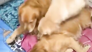 Funny_cats video youtubechannel