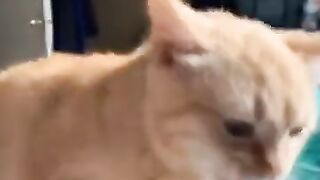 #strange what is this????????????????????Funny_cats video
