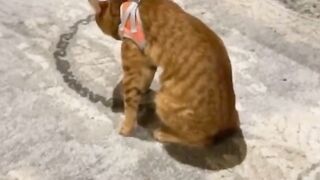 #cats #catsoftiktok #recommendations #funnycat #funnycats оригінальний звук - Funny cats video