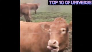 Top 10 Funniest Scene Of Cow