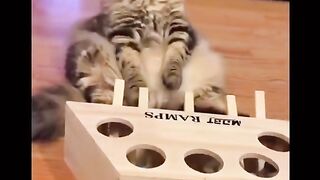#friends #mylittlefriend #fannyvideo #fannytiktok #fannycat Cleaning - Owen Wang